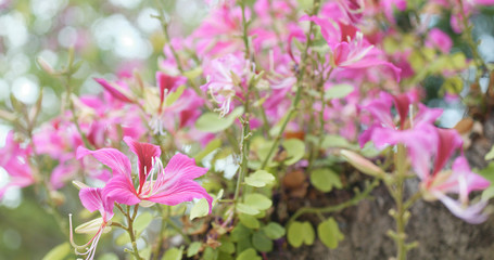 Bauhinia flower in garden