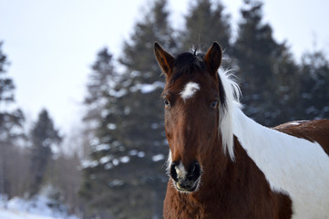 Obraz na płótnie Canvas Paint Horse in Winter