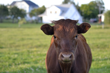 Red Angus Cow