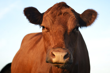 Red Angus Cow
