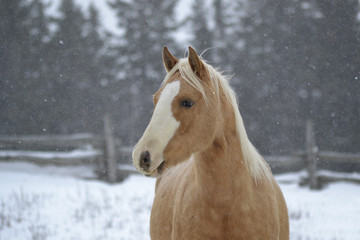Obraz na płótnie Canvas Palomino Horse
