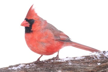 Cardinal In Snow