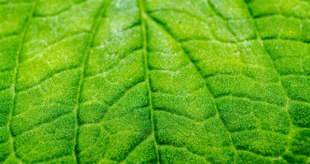 Fototapeta na wymiar green leaf texture background
