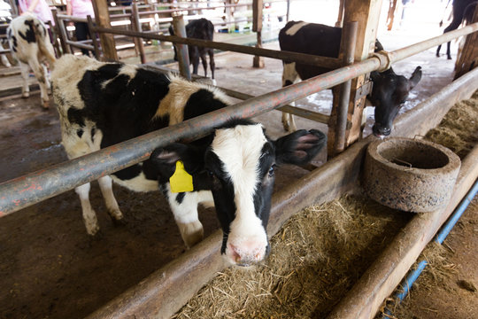 Cows on a farm and herd of cows eating hay in cowshed on dairy farm