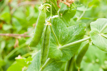 Fresh green peas on a plant in the garden