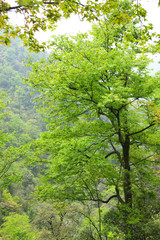 Tree in the mountainous forests of China