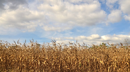 field of corn tree