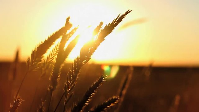 Wheat blowing in the wind at sunset