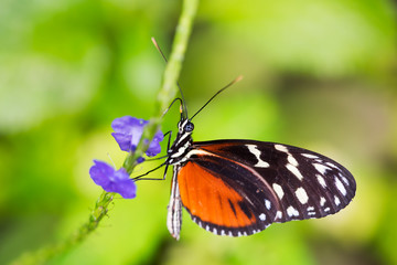 Butterfly taking pollen from a flower in springtime