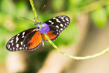 Fototapeta na wymiar Butterfly taking pollen from a flower in springtime
