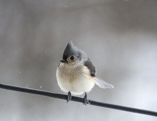 Tufted titmouse sitting on a wire on a cold, snowy, winter day © Angel