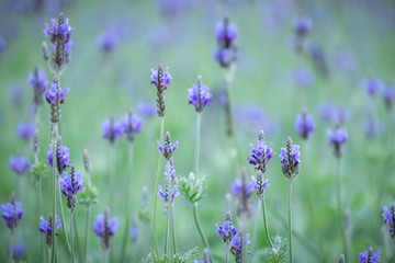 Spring scenes of purple lavender flowers in the field, violet flowers and abstract green nature back