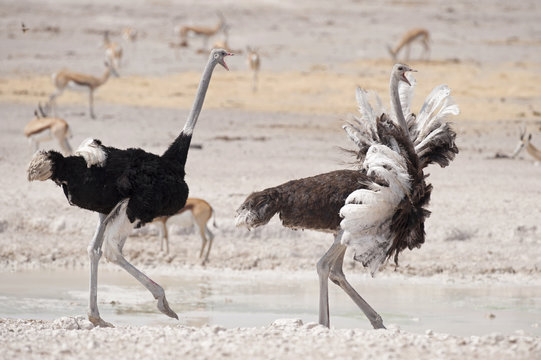 Etosha National Park Namibia, Africa, male and female ostrich running.