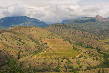 Beautiful vineyards in mountains of Crimea