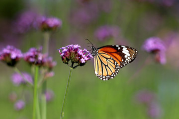 Fototapeta na wymiar Closeup Common tiger butterfly on flower