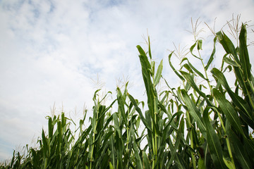 Obraz premium corn,plant,field,agriculture