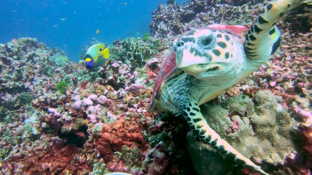 A Hawksbill Sea Turtle investigates the camera before swimming to the surface to breathe
