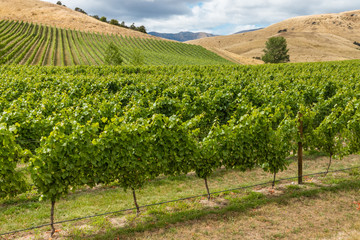Fototapeta na wymiar rows of grapevine growing in vineyard in Marlborough, New Zealand
