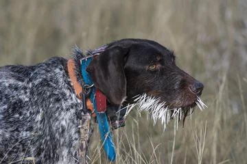 Fotobehang Hunting Dog with Porcupine Quills © Steve Oehlenschlager