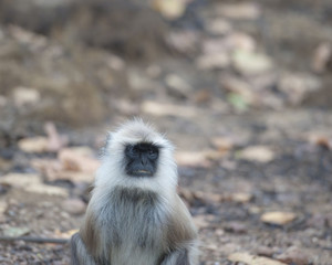Gray langur, ( Semnopithecus ), sitting on road, facing camera, with big sad eyes, Kahna National Park, India