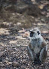Fototapeta premium Gray langur, ( Semnopithecus ), sitting on road, looking left and very sad, Kahna National Park, India