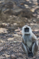 Gray langur, ( Semnopithecus ), sitting on road, facing camera with white whiskers, and blurred background. Kahna National Park, India