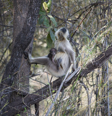 Gray langur, ( Semnopithecus ), sitting on branch of tree with baby langur, looking up at sky, Kahna National Park, India