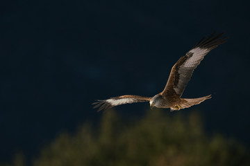 Obraz premium milan royal