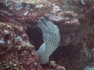 Spotted moray eel at Sabang, Indonesia
