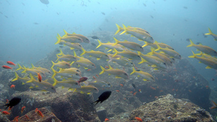 Fototapeta na wymiar School of sandfish at Sabang, Pulau Weh