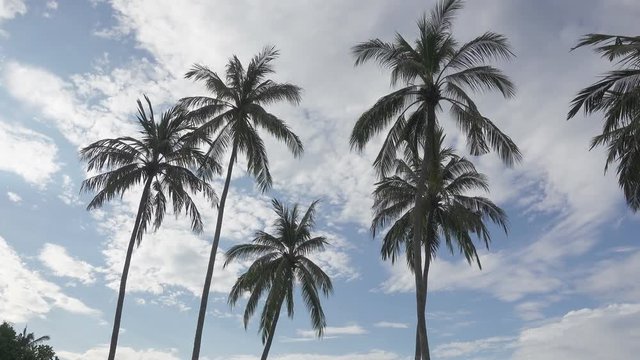 panoramic view from below of palm trees against the background of the sky