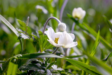 A white anemone flower in the grass blooms and a nearby closed bud
