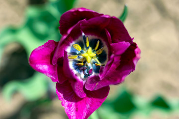 Tulip purple top view closeup