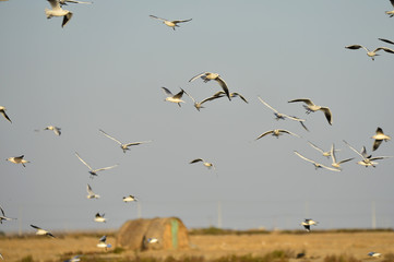 The sea bird
