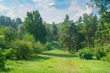 Natural forest with coniferous and deciduous trees, meadow and footpaths. Summer.
