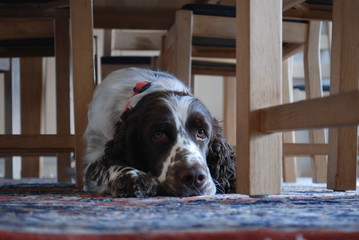 Vigga under the table