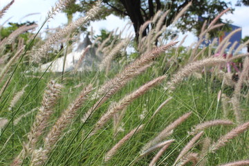 field grass on beautiful nature background