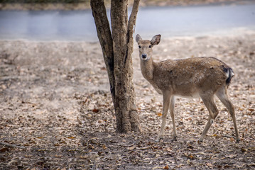 Spotted fallow deer standing under the tree. Fawn deer portrait. young deer.