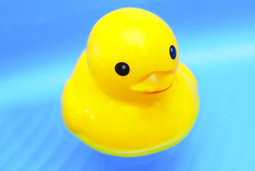 Yellow Rubber Duck Floating In A Swimming Pool