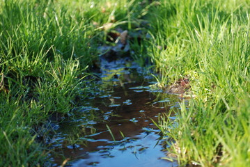 Fototapeta na wymiar Puddle in the grass