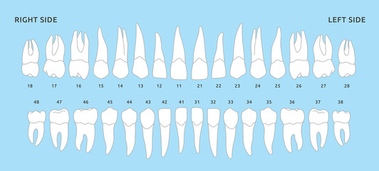 Set of human teeth jaw, the location of teeth in humans, template for dental clinic. Flat design, vector illustration Ai / EPS 10 - obrazy, fototapety, plakaty