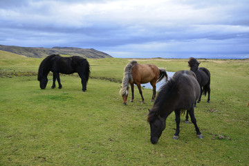 Iclandic horses grazing