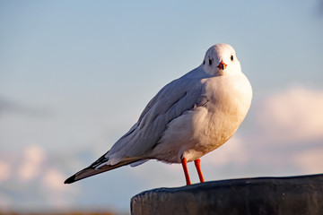 Lachmöwe