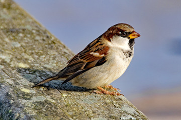 Spatz