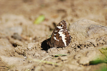 The Great Banded Grayling butterfly - Brintesia circe on the rock in the grass. Butterfly in a meadow