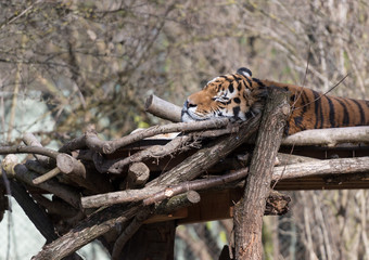 Sleeping Tiger