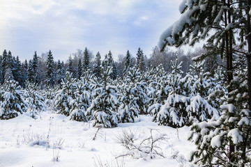 Tree covered snow in winter forest