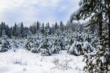 Fototapeta na wymiar Tree covered snow in winter forest