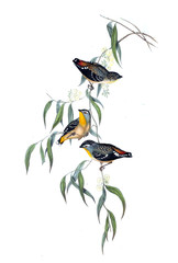 Illustration of bird. 