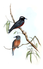 Illustration of bird. 